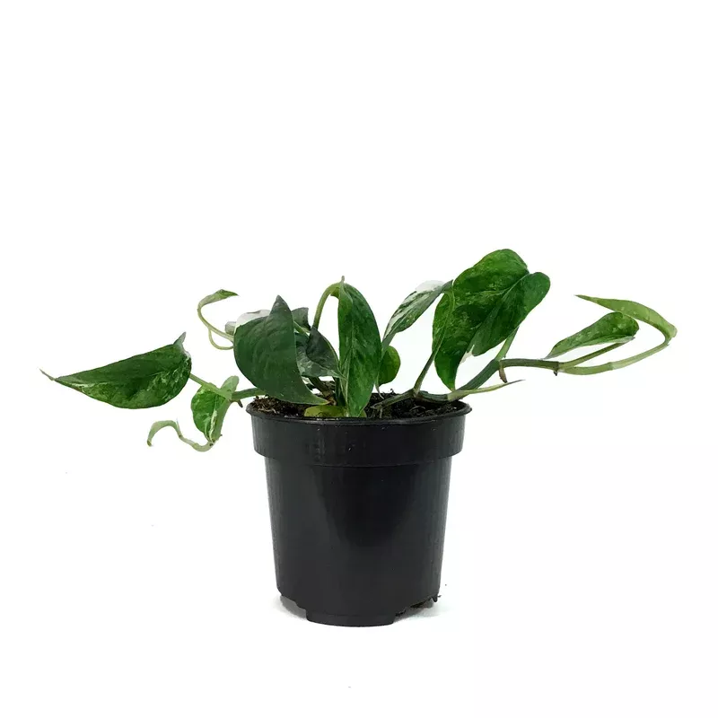 epipremnum-pinnatum-4in-variegated Epipremnum Pinnatum 4in Variegated