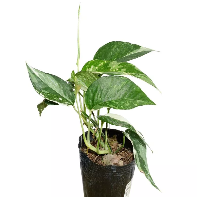 epipremnum-pinnatum-albo Epipremnum pinnatum ‘Albo’