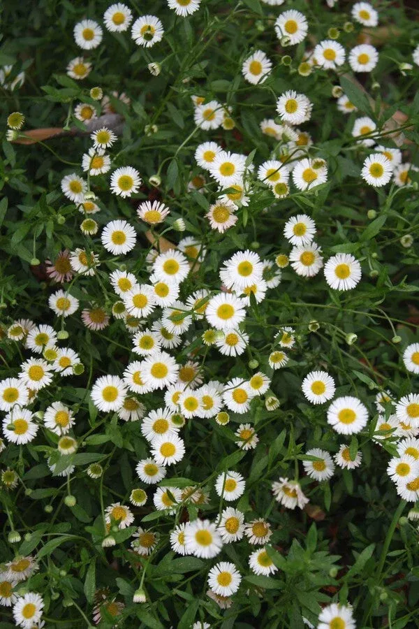 erigeron-karvinskianus-profusion Erigeron karvinskianus ‘Profusion’