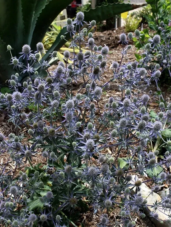 eryngium-planum-blue-glitter Eryngium planum ‘Blue Glitter’