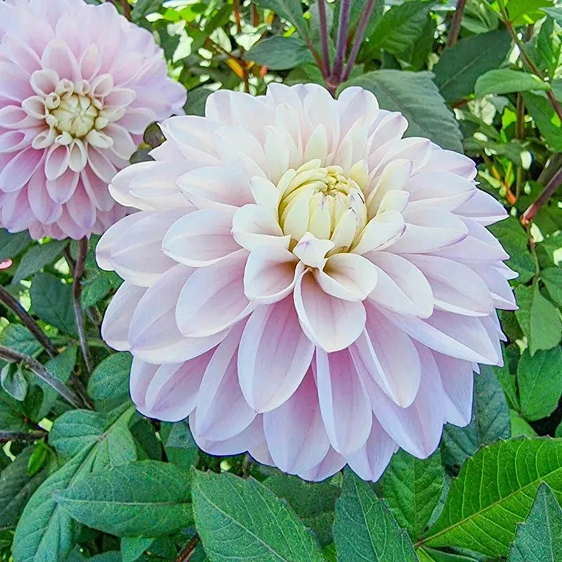 espacio-dahlia Espacio Dahlia