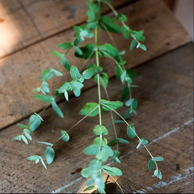 Eucalyptus Essential Oil (5 ml)