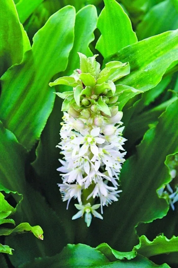 eucomis-mini-tuft-cherry-blossom Eucomis ‘Mini Tuft Cherry Blossom’
