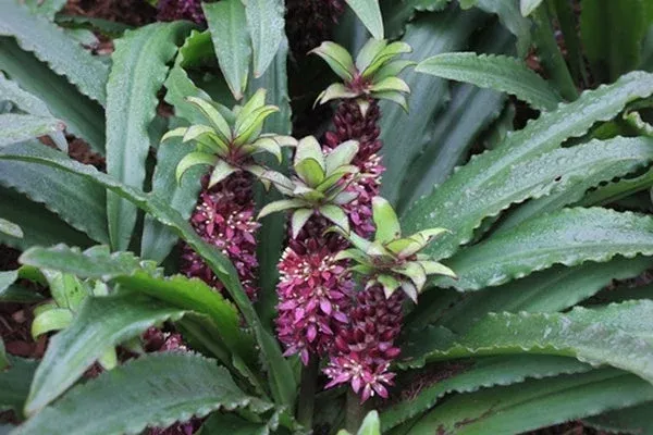 eucomis-mini-tuft-red Eucomis ‘Mini Tuft Red’