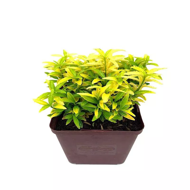 euonymus-butterscotch-quart Euonymus ‘Butterscotch’ Quart