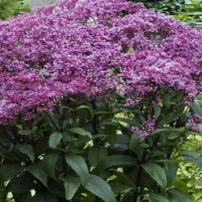eupatorium-little-joe Eupatorium Little Joe