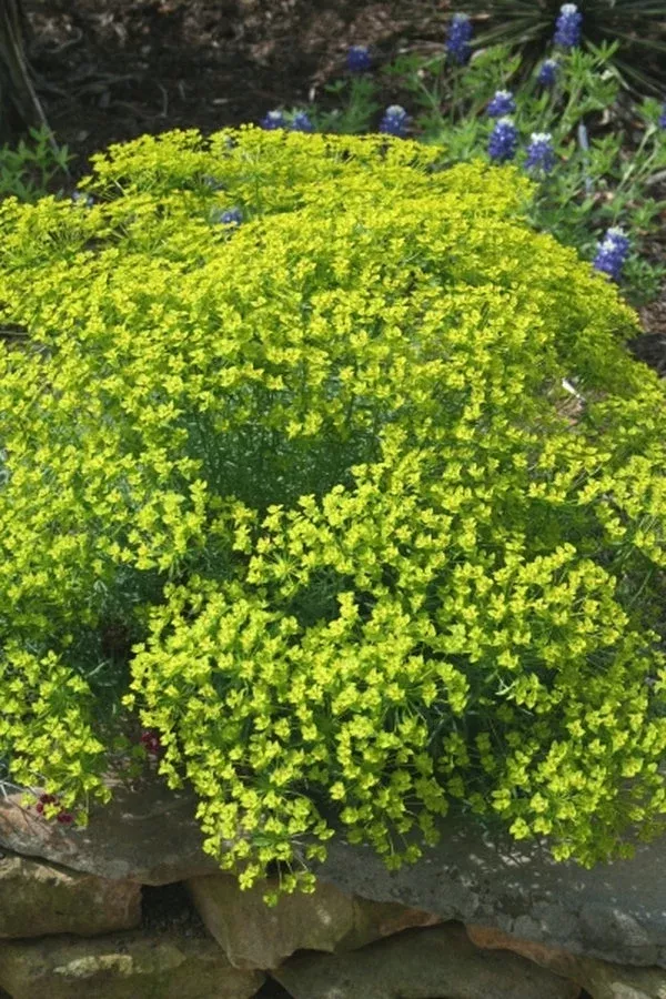 euphorbia-dean Euphorbia ‘Dean’
