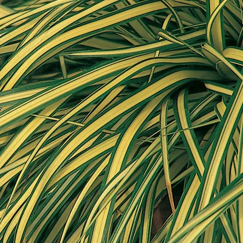evergold-sedge Evergold Sedge