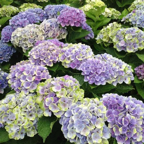 everlasting-amethyst-hydrangea Everlasting Amethyst Hydrangea
