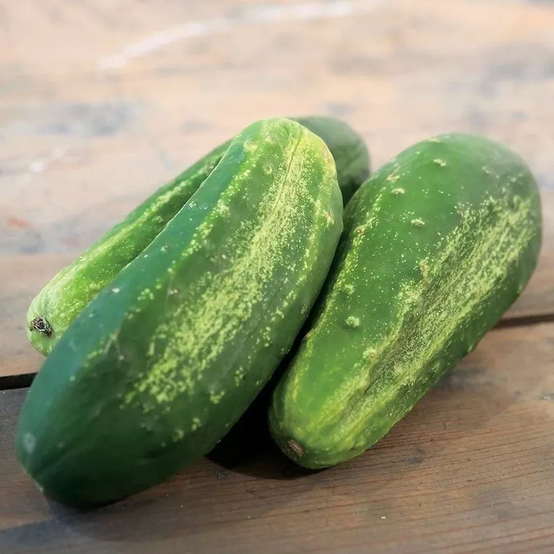 excelsior-organic-cucumber-seeds Excelsior Organic Cucumber Seeds