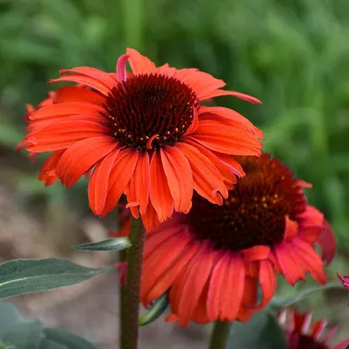 eye-catcher-tanager-coneflower Eye-Catcher Tanager Coneflower