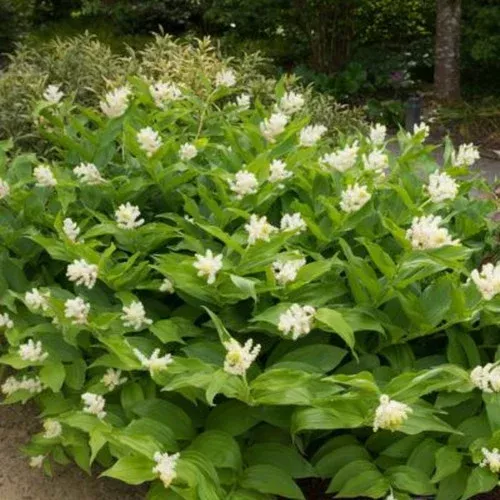 false-solomon-s-seal False Solomon’s Seal