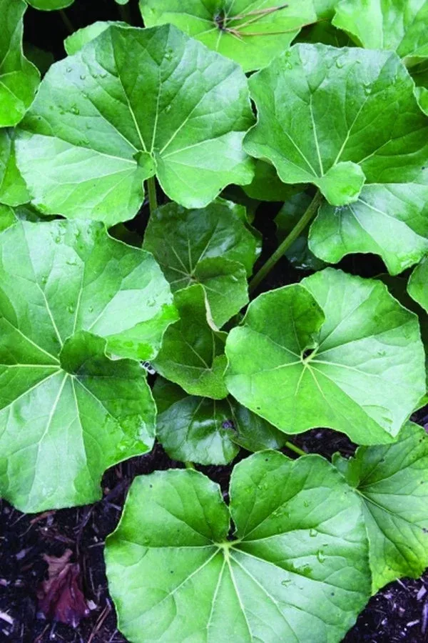 farfugium-japonicum-escargot Farfugium japonicum ‘Escargot’