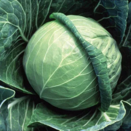 fast-vantage-cabbage Fast Vantage Cabbage