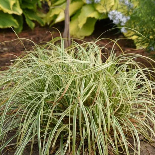 feather-falls-sedge-grass Feather Falls Sedge Grass