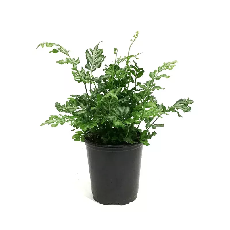 fern-3-5in-silver-lace Fern 3.5in Silver Lace