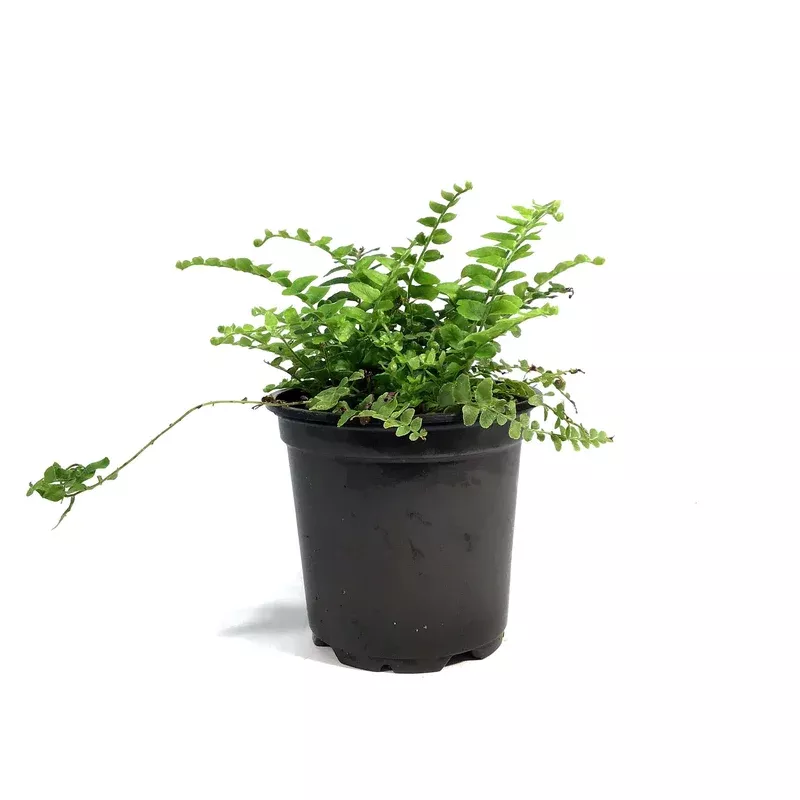 fern-4in-boston-nevada Fern 4in Boston Nevada