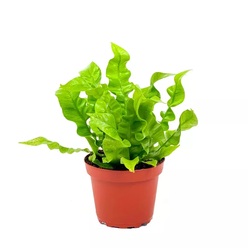 fern-4in-crispy-wave Fern 4in Crispy Wave