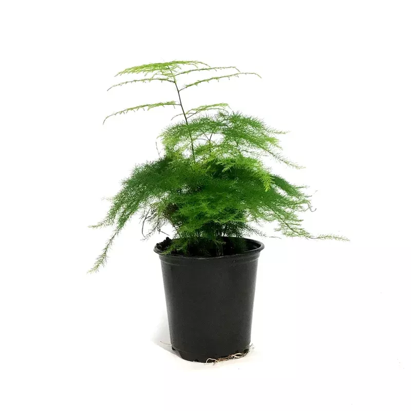 fern-4in-plumosa Fern 4in Plumosa
