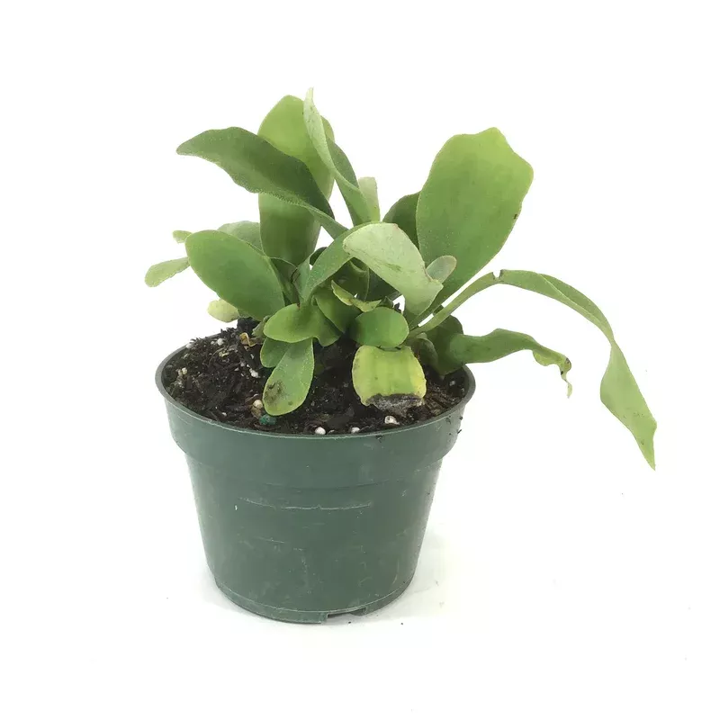 fern-4in-staghorn Fern 4in Staghorn
