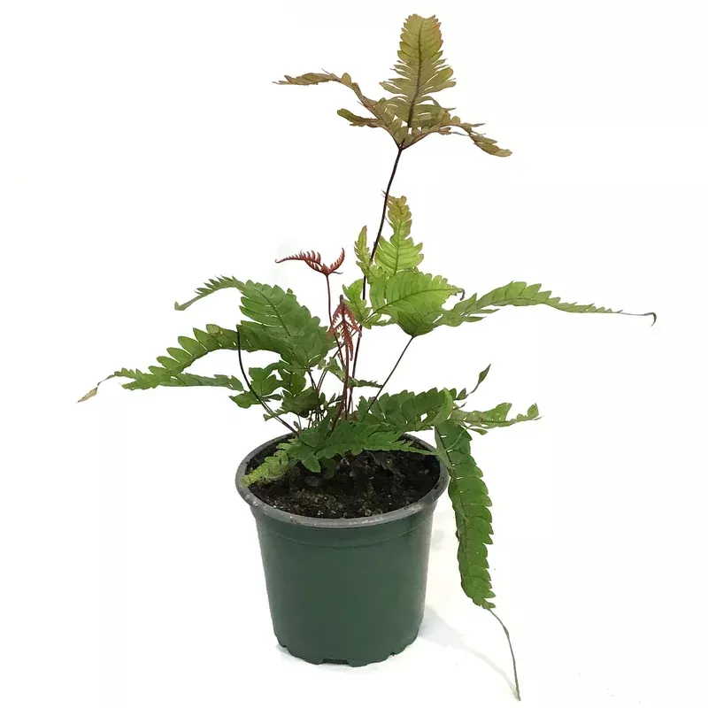 Fern 4in Tricolour