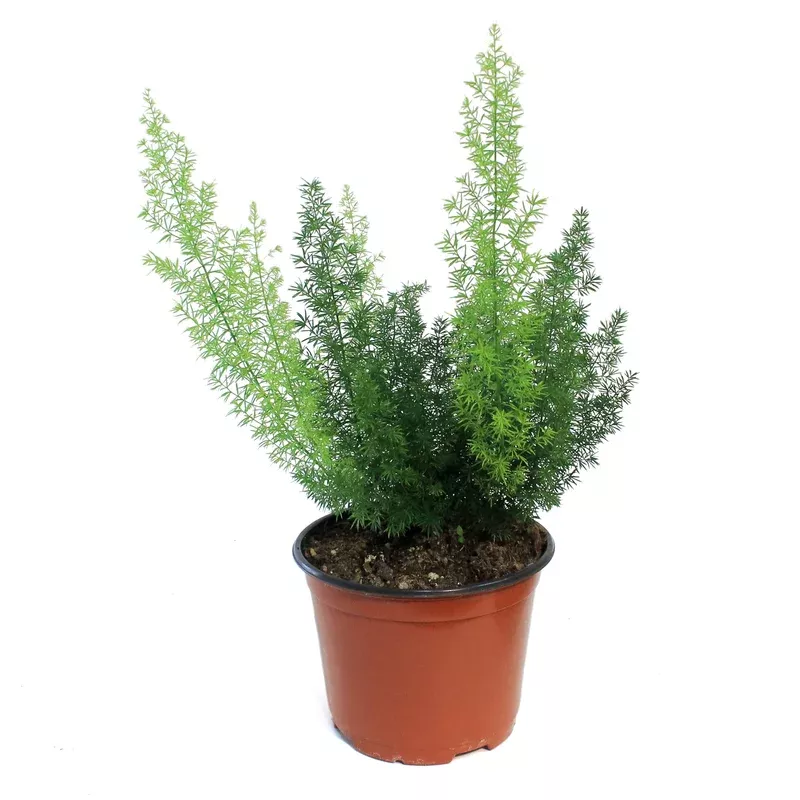 Fern 6in Aspargus Meyerii