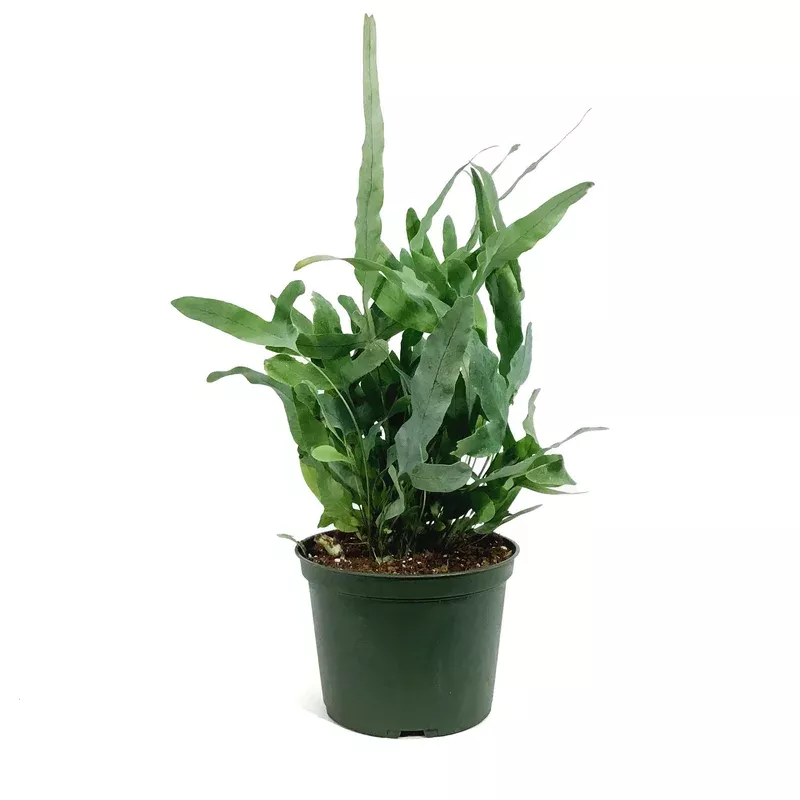 fern-6in-blue-star Fern 6in Blue Star
