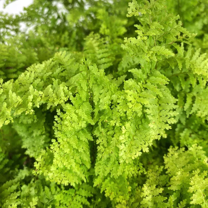 fern-6in-cotton-candy Fern 6in Cotton Candy