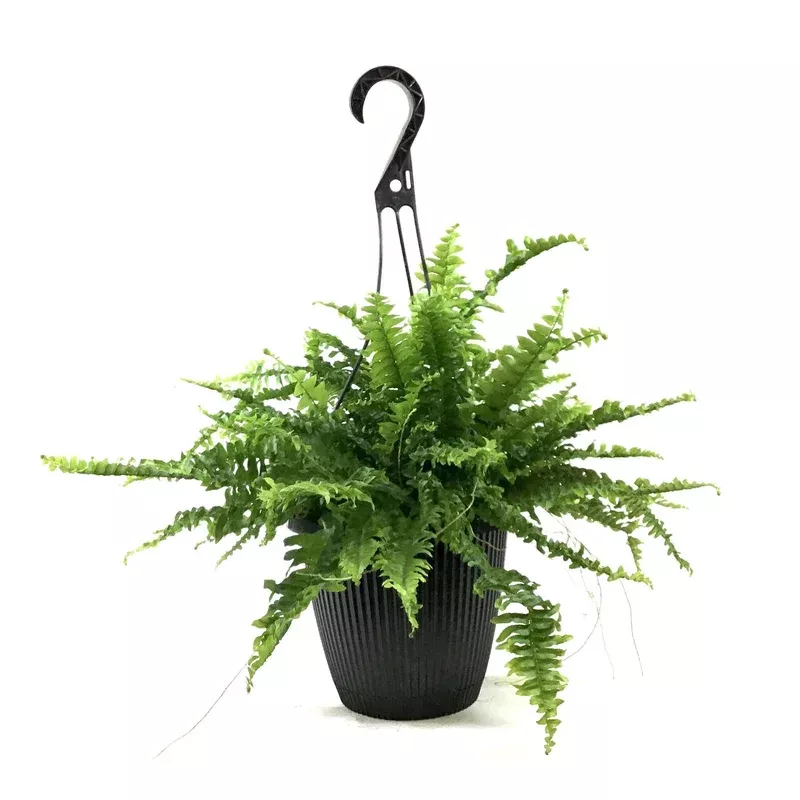 fern-8in-hanging-basket-boston Fern 8in Hanging Basket Boston