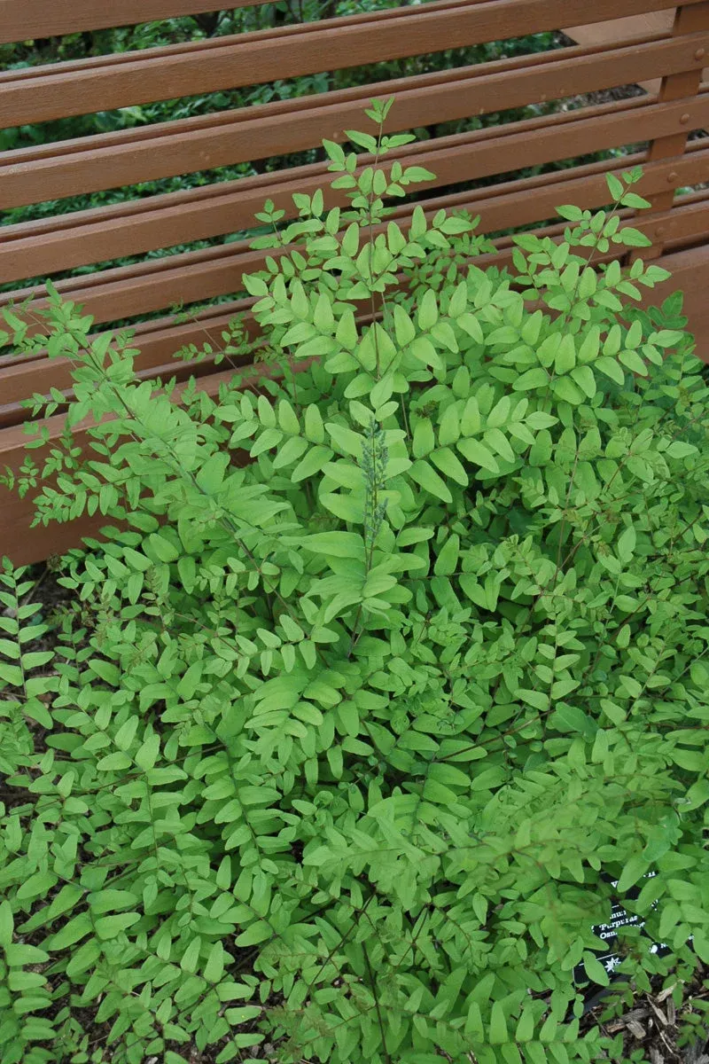 fern-bronze-flushed-royal Fern, Bronze Flushed Royal