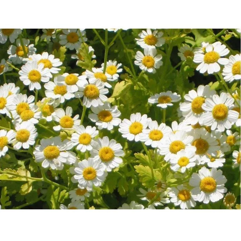 feverfew-seeds-organic Feverfew Seeds (Organic)