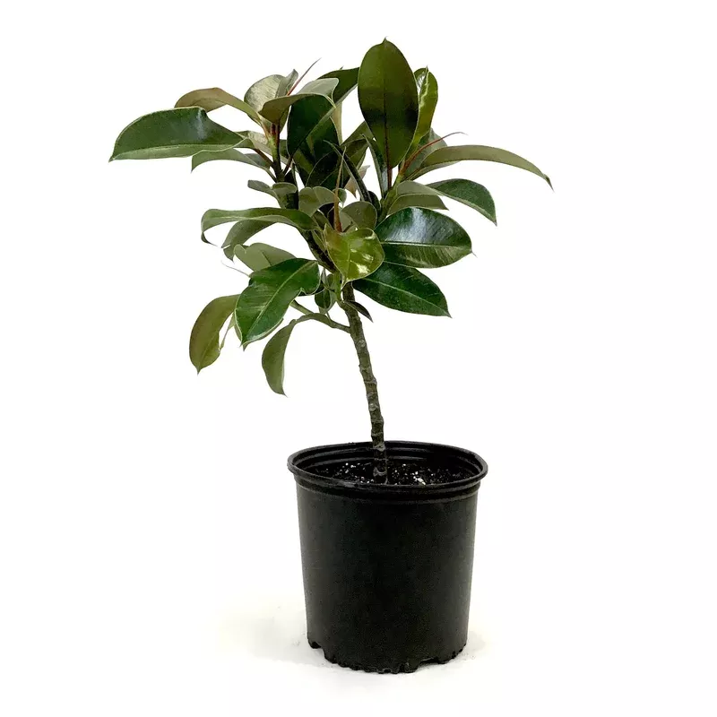 ficus-10in-elastica-melany-standard Ficus 10in Elastica Melany Standard