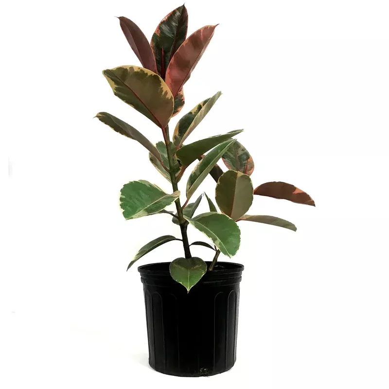 ficus-10in-ruby Ficus 10in Ruby
