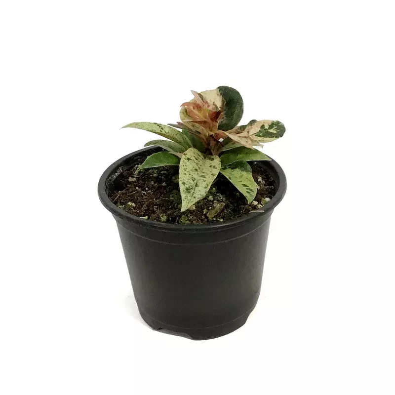 ficus-4-5in-shivereana Ficus 4.5in Shivereana