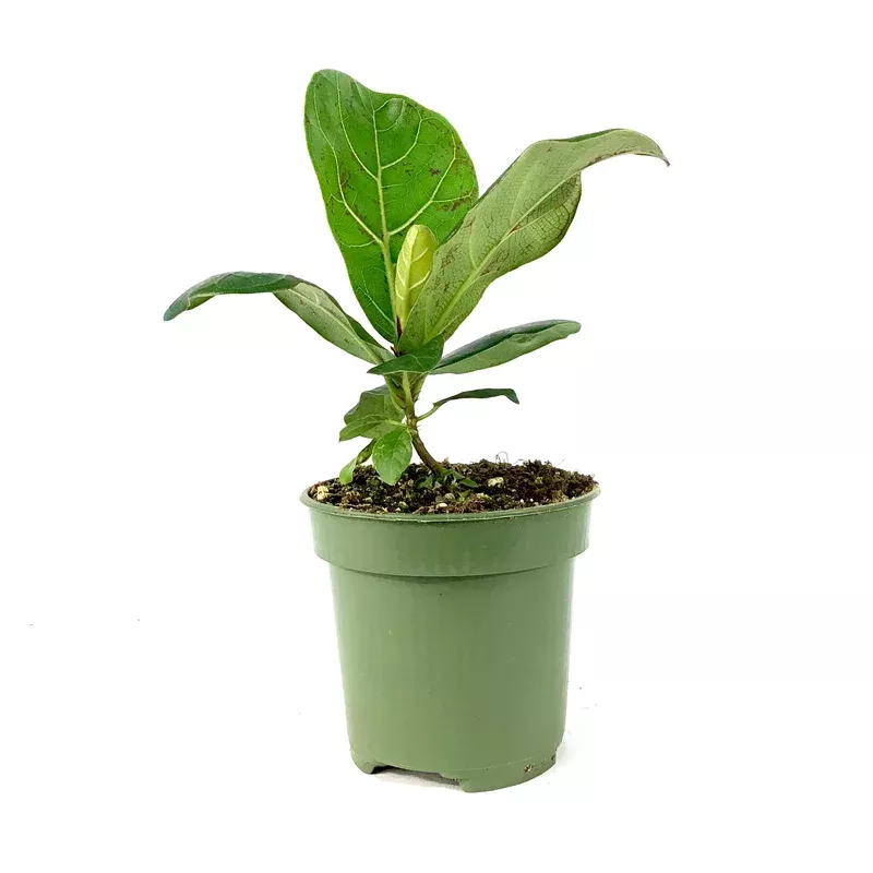 ficus-4in-lyrata-fiddle-leaf-fig Ficus 4in Lyrata Fiddle Leaf Fig