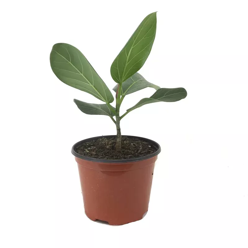 ficus-6in-audrey Ficus 6in Audrey