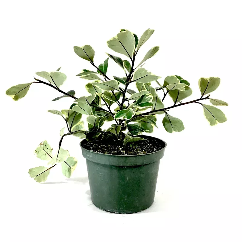 ficus-6in-triangularis-variegata Ficus 6in Triangularis Variegata