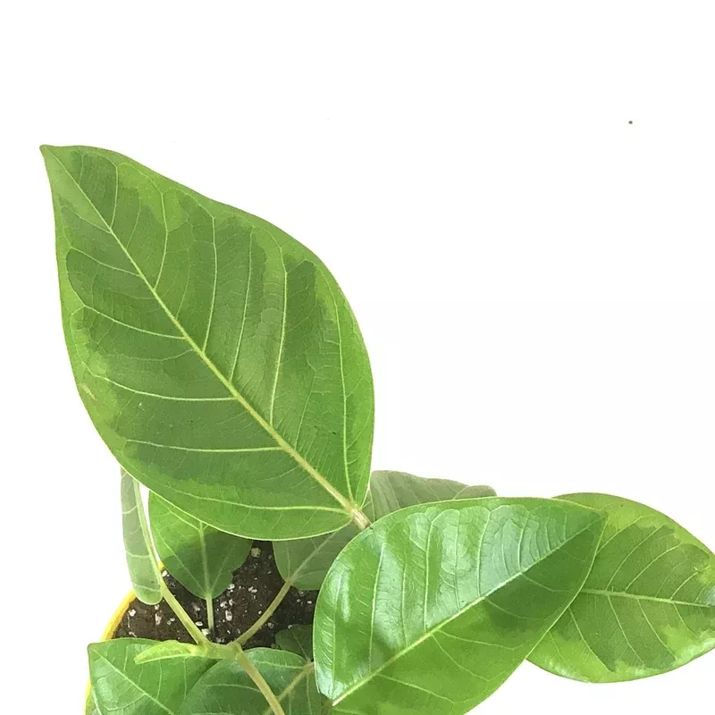 ficus-7-5in-altissima-yellow-gem Ficus 7.5in Altissima Yellow Gem