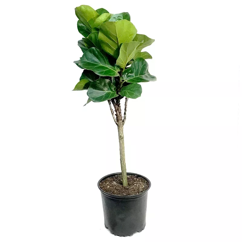 Ficus 8in Little Fiddle