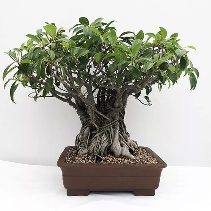 ficus-multiroots-175-cm-plant Ficus Multiroots 175 cm – Plant