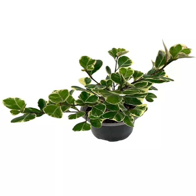 ficus-triangularis-variegata Ficus triangularis ‘Variegata’