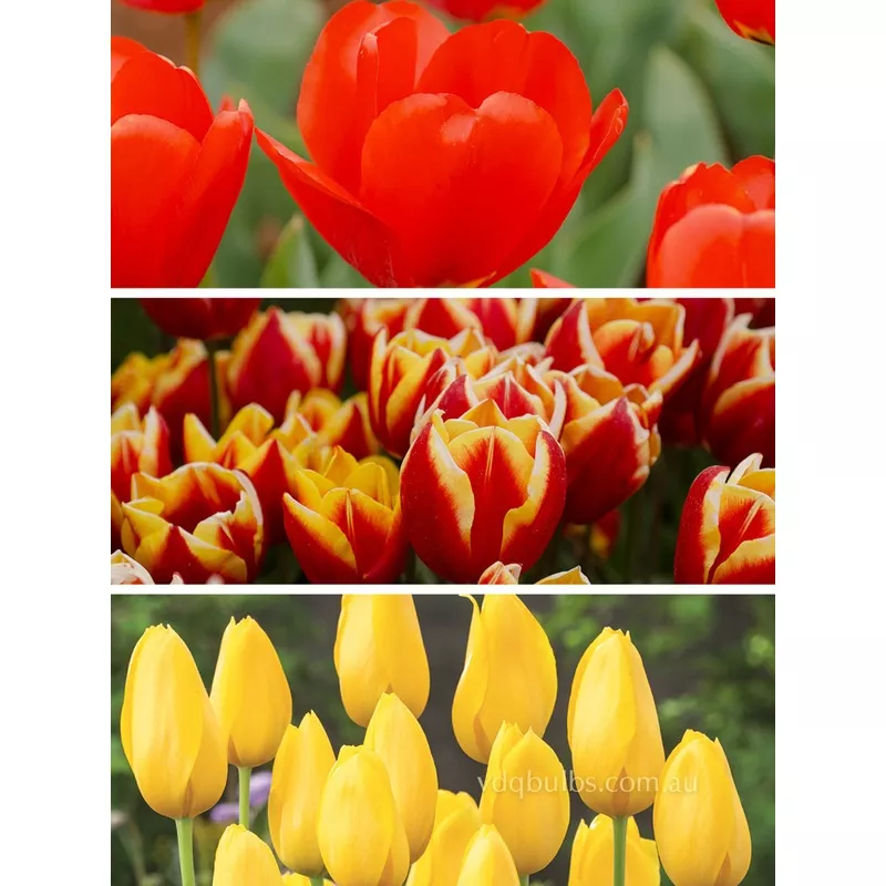 Fiery Flow Blend – Tulips