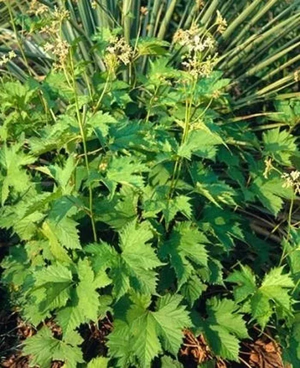 filipendula-glaberrima Filipendula glaberrima