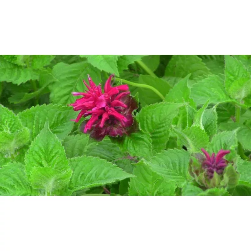 fireball-pp14235-beebalm ‘Fireball’ PP14235 Beebalm