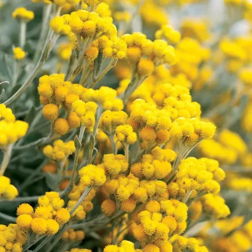 Flambe Yellow Strawflower