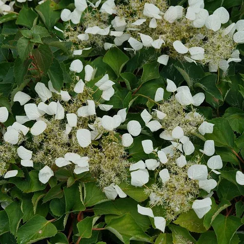 flirty-girl-false-hydrangea-vine Flirty Girl False Hydrangea-Vine
