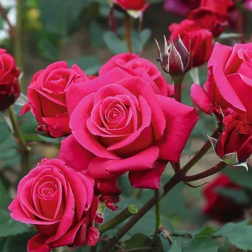 Flower Carpet Lipstick Rose