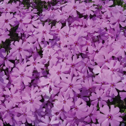 fort-hill-moss-phlox Fort Hill Moss Phlox