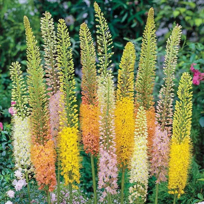 foxtail-lily-mixture Foxtail Lily Mixture