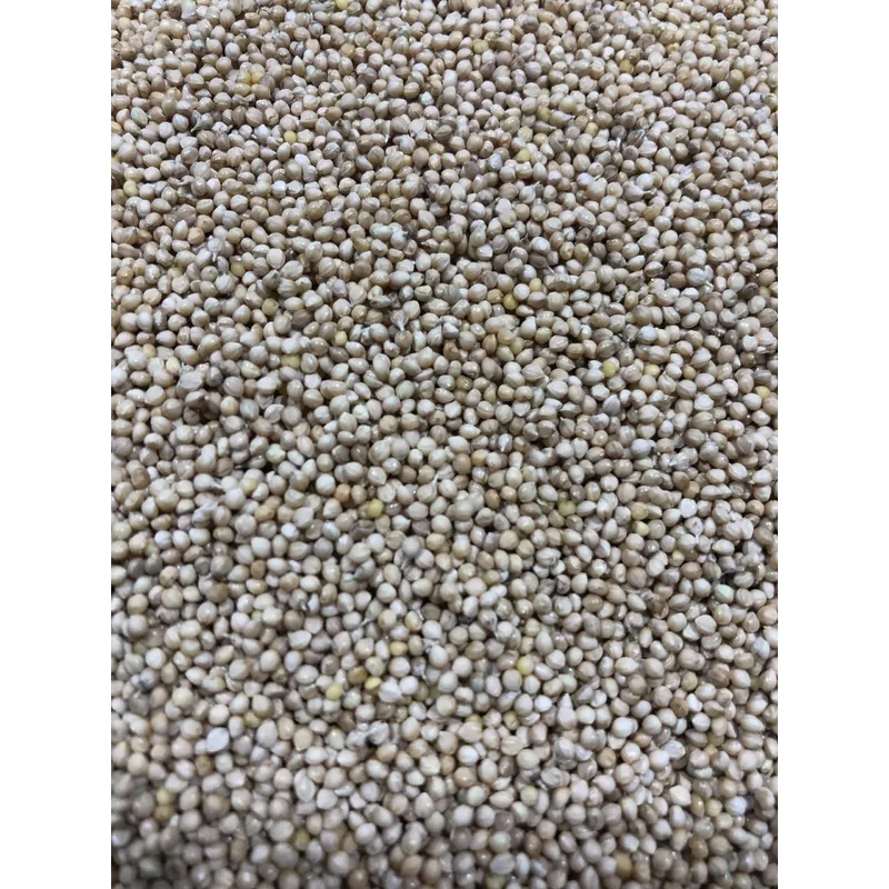 foxtail-millet-white-wonder Foxtail Millet (White Wonder)